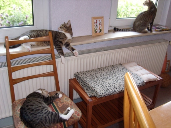 Katzen vor Fenster